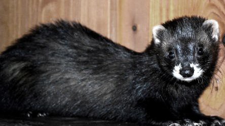 Umek "Meeko" Ferret Majestik